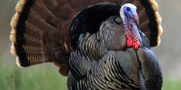 Hindi (Meleagris Gallopavo) ve Hindi Biyolojisi