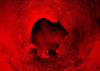 Kanatlılarda Kemiricilerin Kontrolü