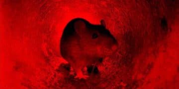 Kanatlılarda Kemiricilerin Kontrolü