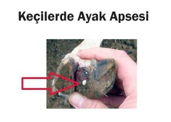 Keçilerde Ayak Apsesi Hastalığı