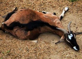 Keçilerde Gebelik Zehirlenmesi (Gebelik Toksemisi)