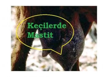 Keçilerde Mastit Enfeksiyonu