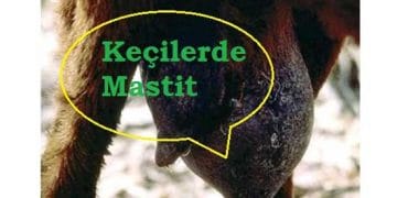 Keçilerde Mastit Enfeksiyonu
