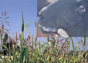 Keçilerde Siyanojen Bitki Zehirlenmeleri