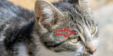 Kedilerde Lyme (Borreliosis) Hastalığı