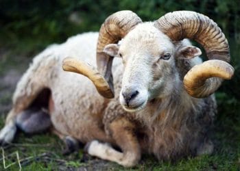 Koçlarda İnfertilite Sorunları