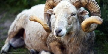 Koçlarda İnfertilite Sorunları