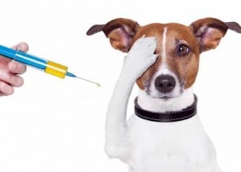 Köpeklerde Aşı Programı