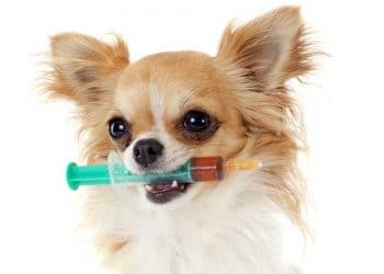 Köpeklerde Aşılama ve Aşılamada Dikkat Edilecek Hususlar