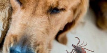 Köpeklerde Lyme Disease (Borreliosis)