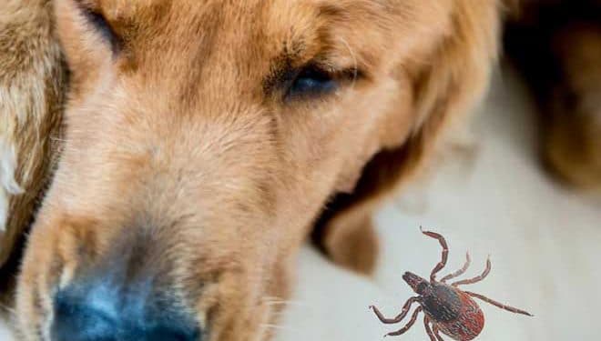 Köpeklerde Lyme Disease (Borreliosis)