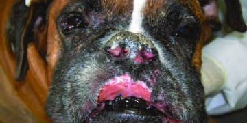 Köpeklerde Sporotrichosis (Derinin Mantar) Hastalığı