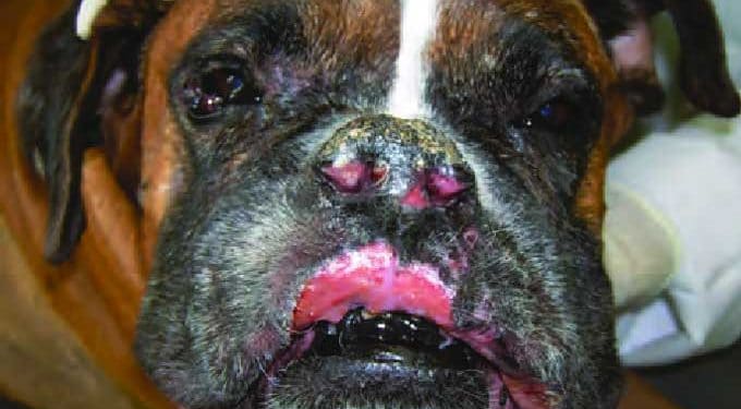 Köpeklerde Sporotrichosis (Derinin Mantar) Hastalığı