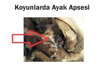 Koyunlarda Ayak Apsesi