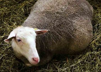 Koyunlarda Gebelik Zehirlenmesi (Gebelik Toksemisi)