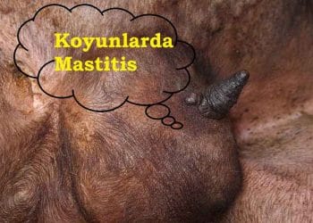 Koyunlarda Mastitis