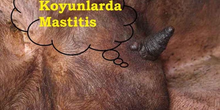 Koyunlarda Mastitis