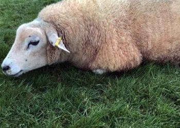 Koyunlarda Siyanojen Bitki Zehirlenmeleri