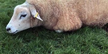 Koyunlarda Siyanojen Bitki Zehirlenmeleri