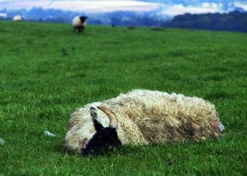 Koyunlarda Tetanoz Enfeksiyonu