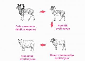 Koyunun Evcilleştirilmesi ve Irklarının Sınıflandırılması