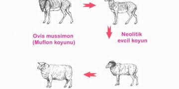Koyunun Evcilleştirilmesi ve Irklarının Sınıflandırılması