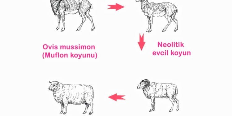 Koyunun Evcilleştirilmesi ve Irklarının Sınıflandırılması