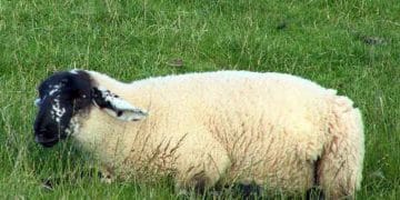 Kuzularda Zatürre (Pneumoni)