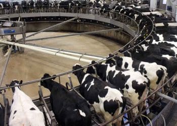 Süt Sığırı İşletmelerinde Sürdürülebilirlik