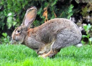 Tavşanlar ve Tavşan Eti Üretiminin Özellikleri