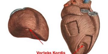 Vorteks Kordis Nedir?