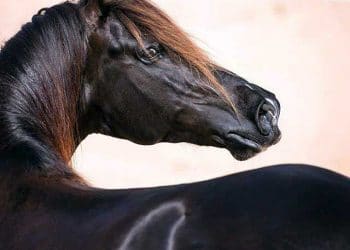 Vücudun Tutuluşu Nedir?