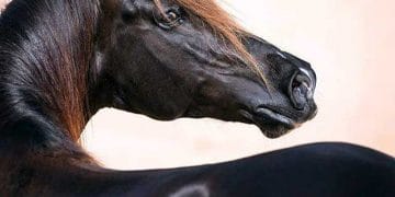 Vücudun Tutuluşu Nedir?