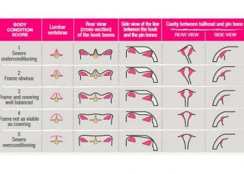 Vücut Kondisyon Skoru Nedir?