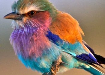 Vücut Örtüsü Rengi Nedir?