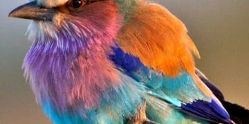 Vücut Örtüsü Rengi Nedir?