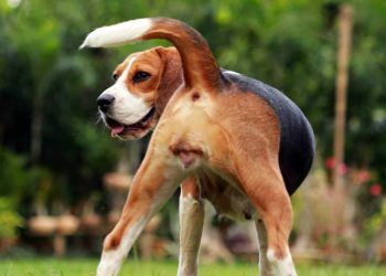 Vulvovajinitis Nedir?