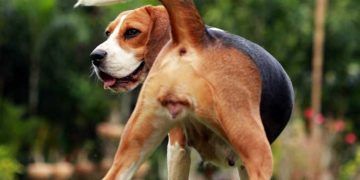 Vulvovajinitis Nedir?