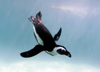 Vurgun Hastalığı Nedir?