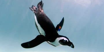 Vurgun Hastalığı Nedir?