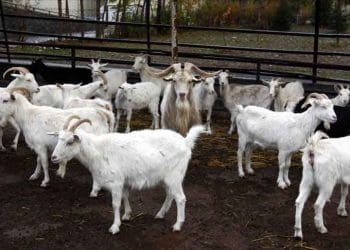 Ankara Keçisi yetiştiricilerine pozitif ayrımcılık