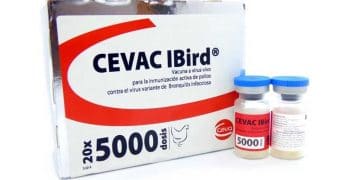 Cevac IBird