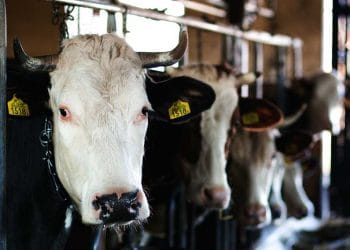 Çiftlik Hayvanlarında Bruselloz