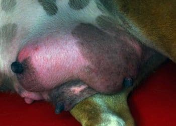 Galaktoztazis Nedir?