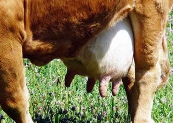 İneklerde Meme Derisi Yangıları