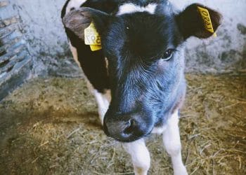 İshal ve Antibiyotik