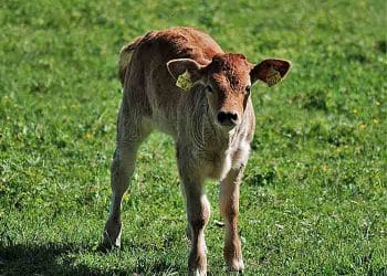 İshalli Buzağının Başına Gelenler