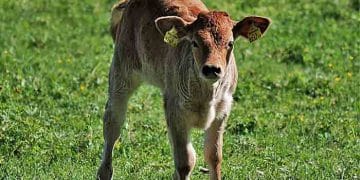İshalli Buzağının Başına Gelenler