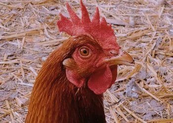 Kanatlı Patojenlerin Transmisyonu (Bulaşma)