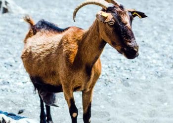 Keçi Vebası Enfeksiyonu